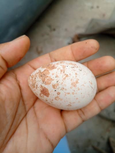 ترکی برڑ کے انڈے ۔ Turkey Bird Eggs