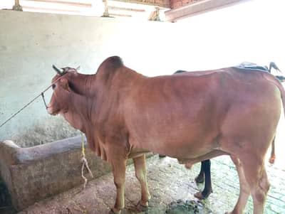 Bull, bachra