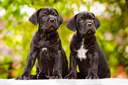 pedigree dogo cane Corso puppies available