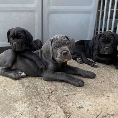 pedigree cane Corso puppies available