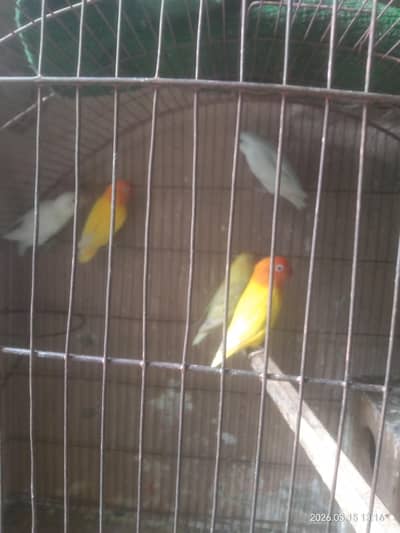 KObreeder
