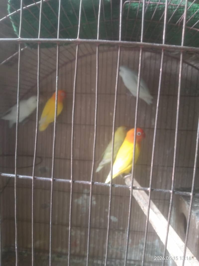 breeder 0