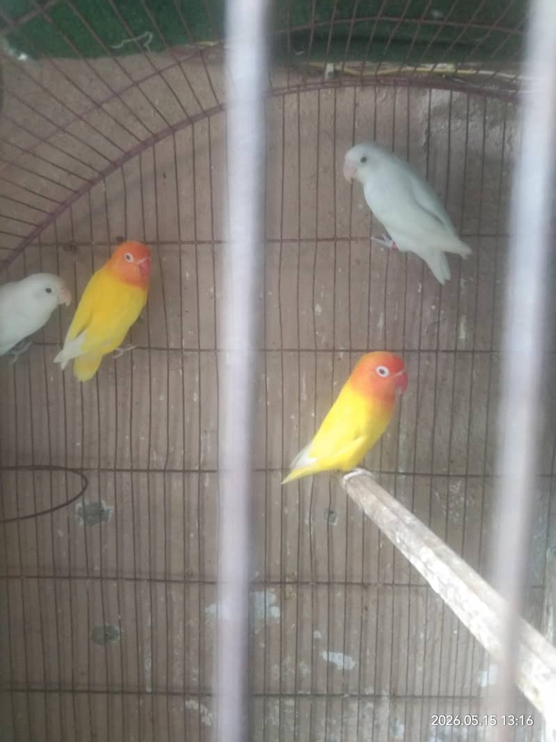 breeder 1