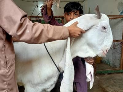 gulabi bakre