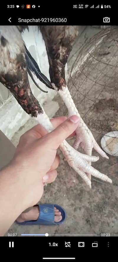 aseel home breed for sale