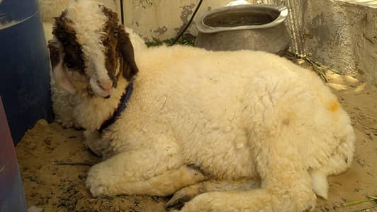 Sheep (Dumba) *Mundra* Jorri Available (Nar Maadii)