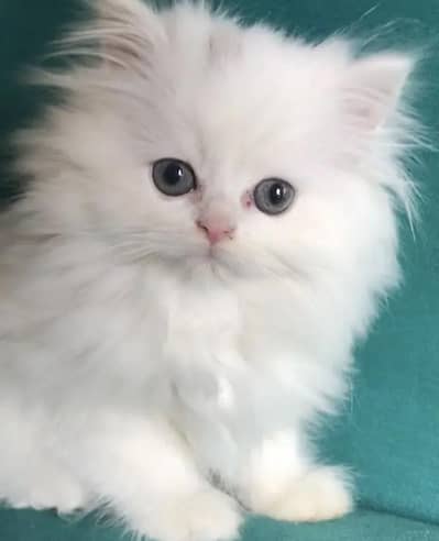 Persian female kitten for sale all Pakistan delivery available