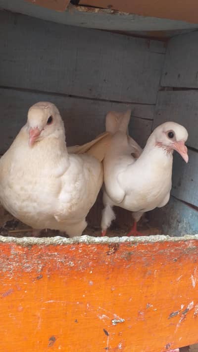 king patho ka pair