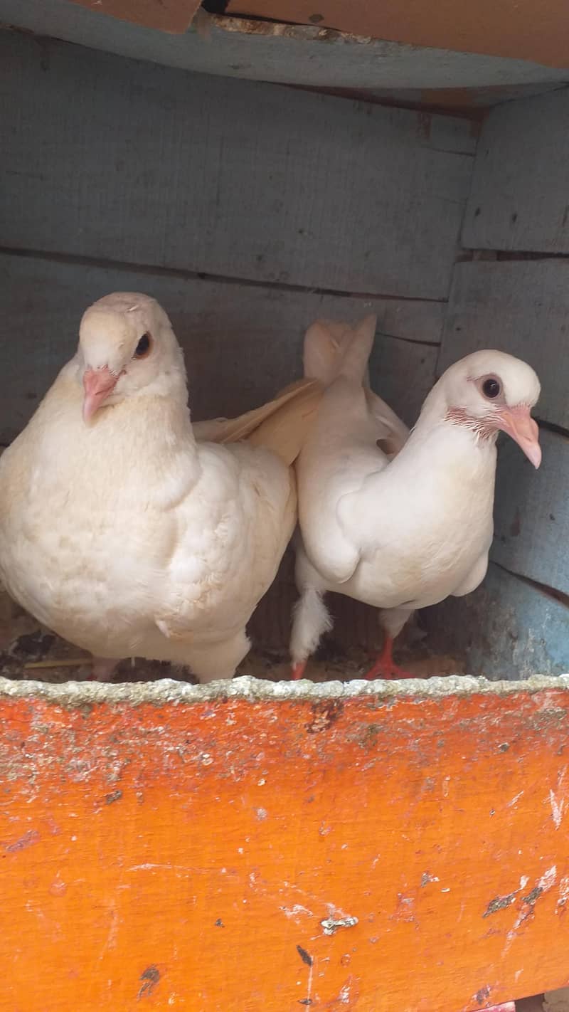 king patho ka pair 0