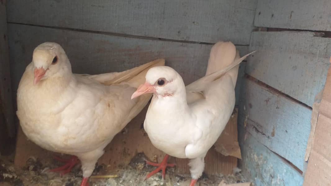king patho ka pair 1