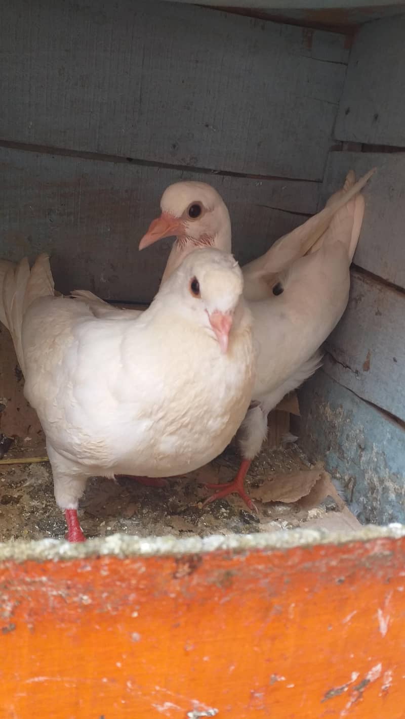 king patho ka pair 2