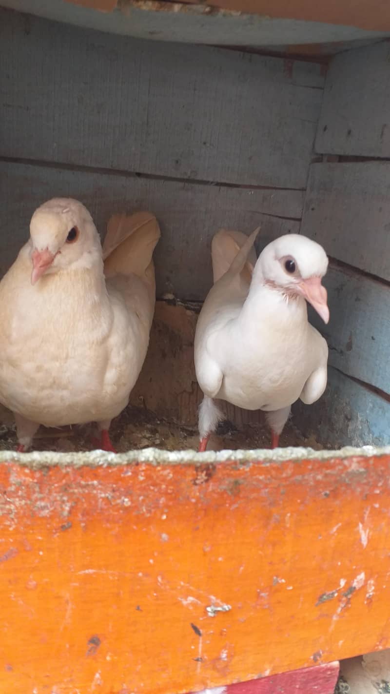 king patho ka pair 3