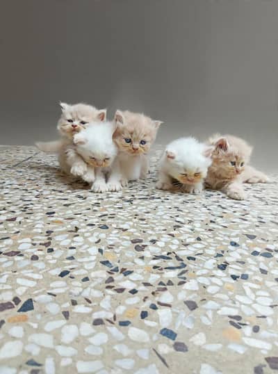 triple coat Persian cats . .