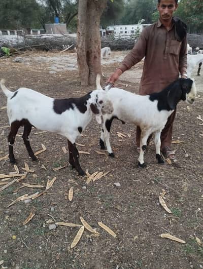 do dant Bakray for sale