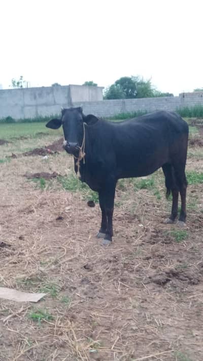 Eid UllAH Azha