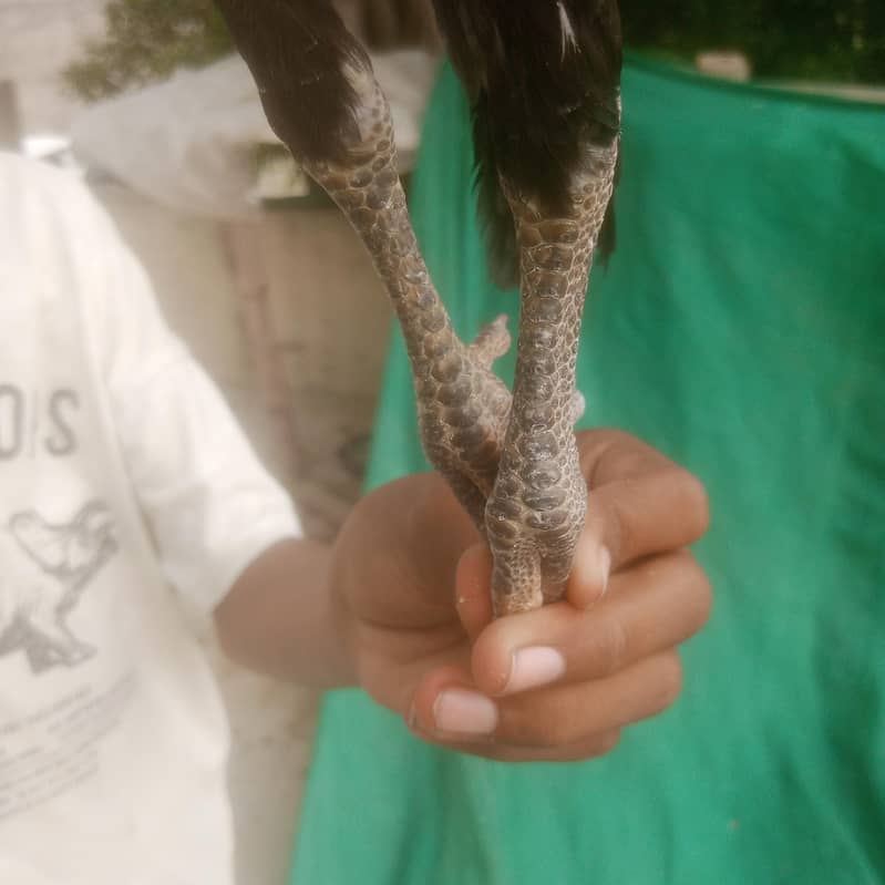 اصیل چوزے گھر کے امروہا نسل 5