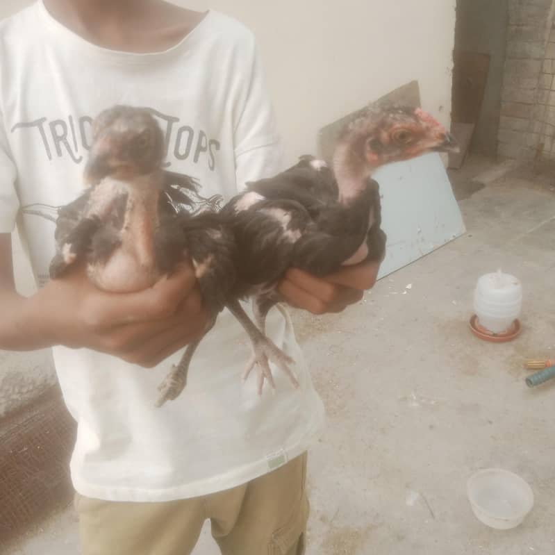 اصیل چوزے گھر کے امروہا نسل 6