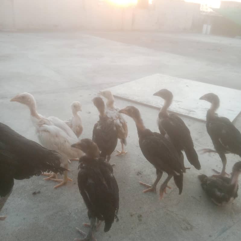 اصیل چوزے گھر کے امروہا نسل 7