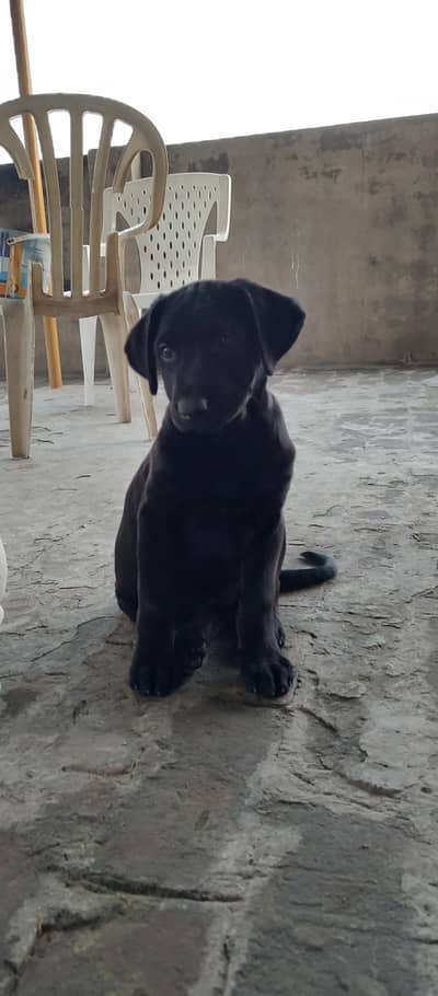 labra cross baby male