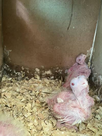 Cocktail Chicks for Hand Tame