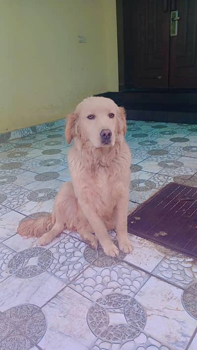labra dog
