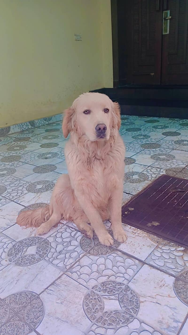 labra dog 0