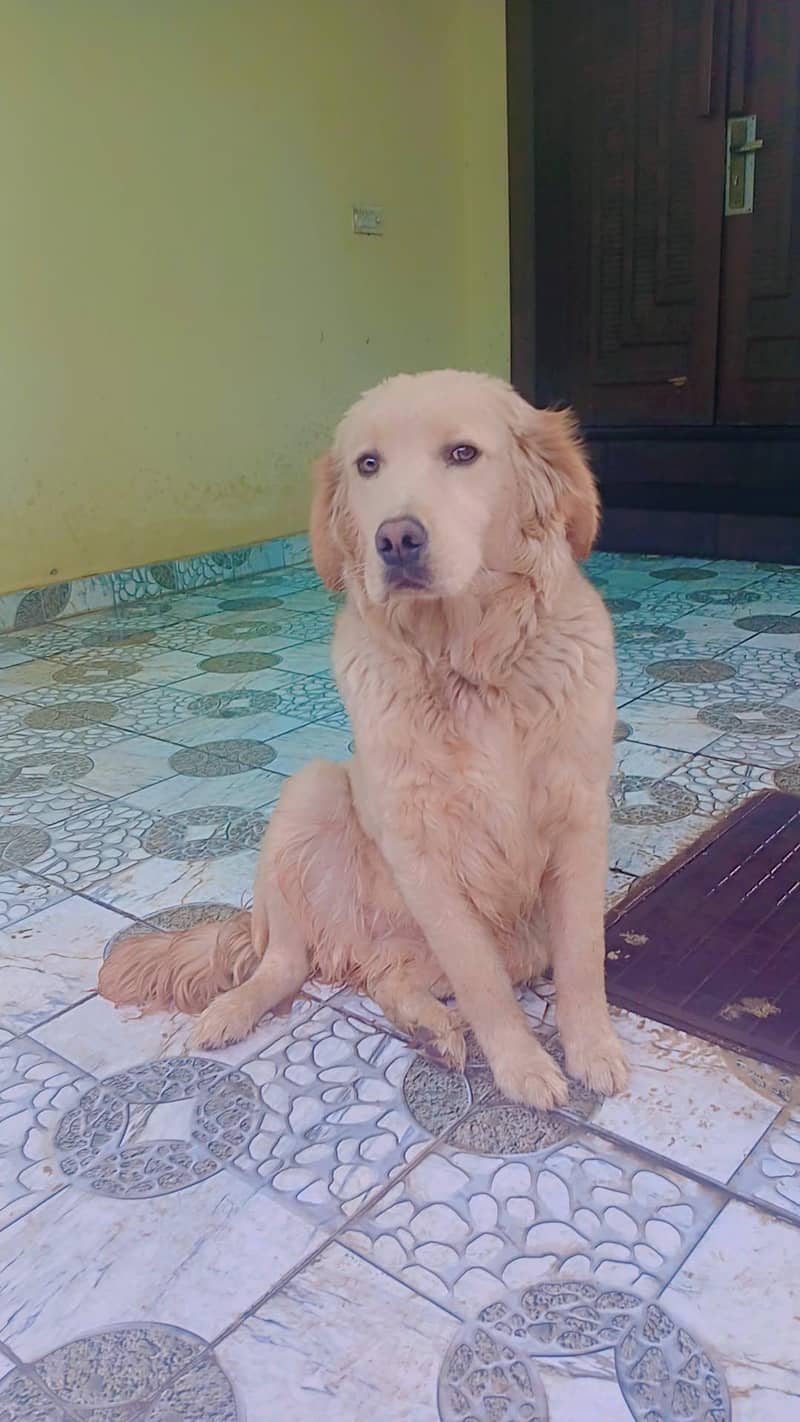 labra dog 1