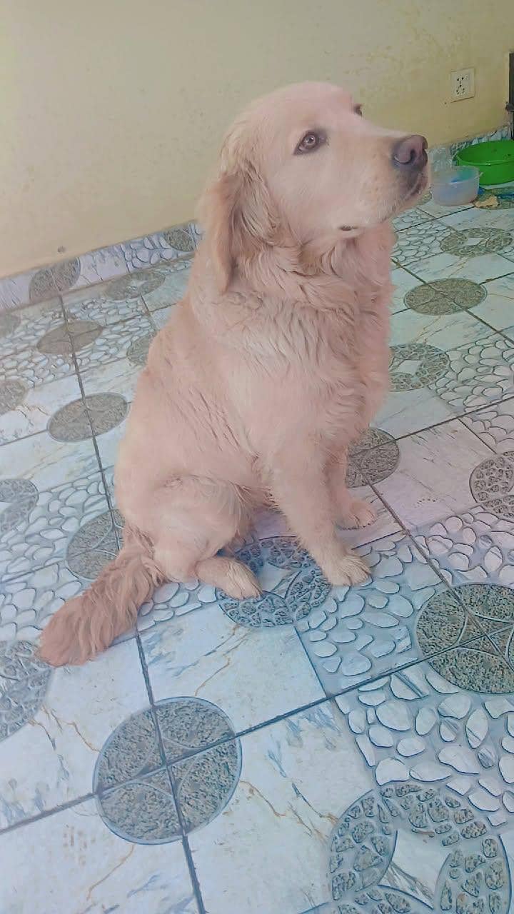 labra dog 2