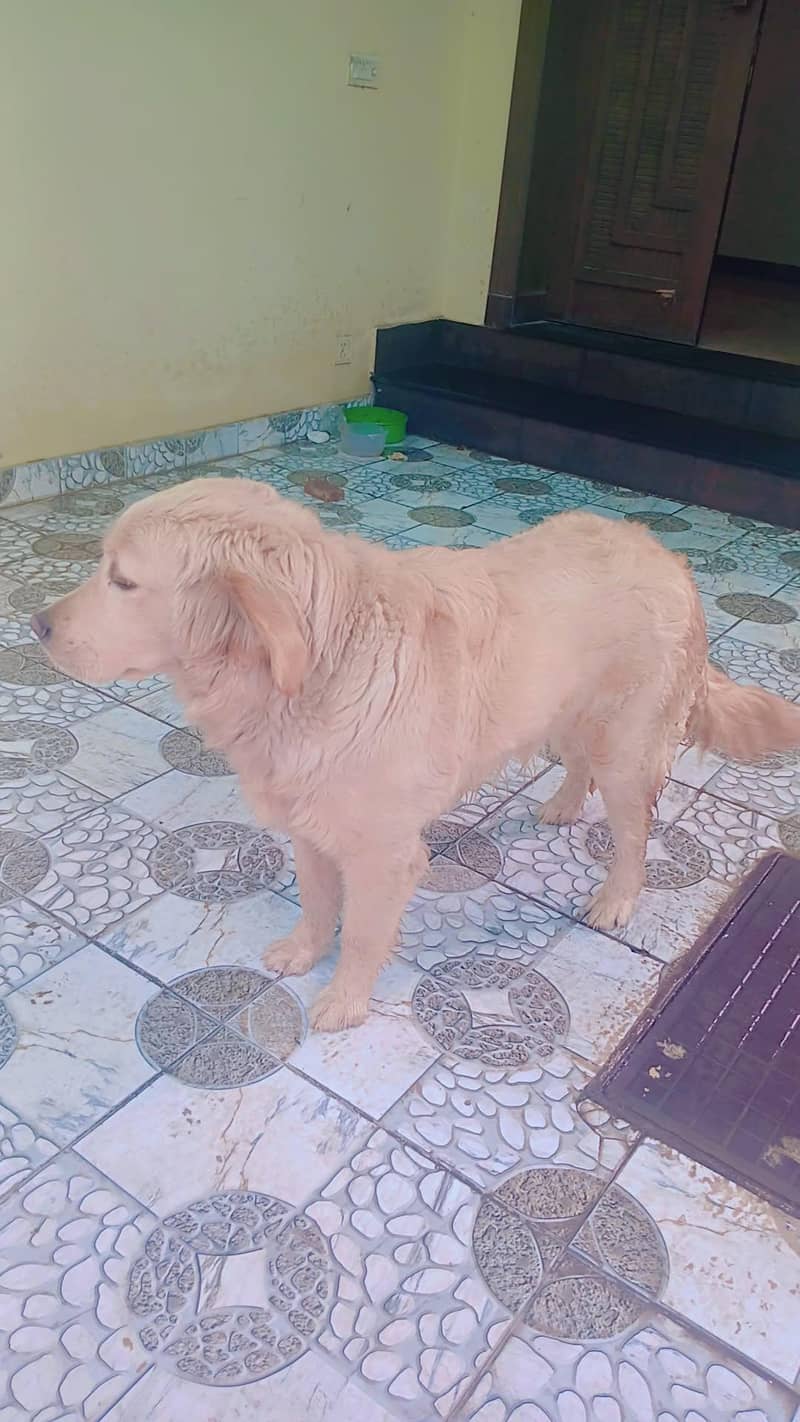 labra dog 3