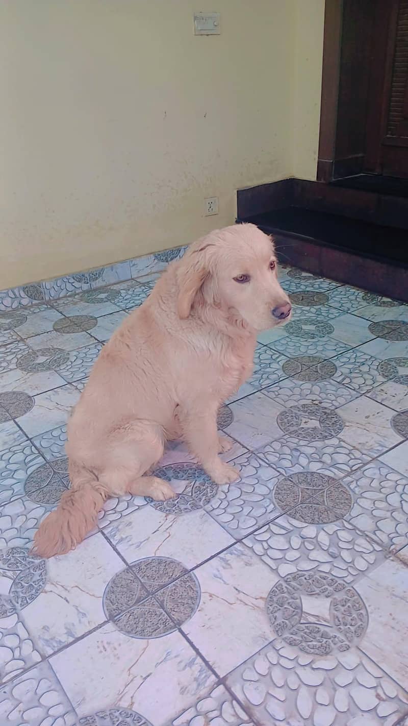 labra dog 4
