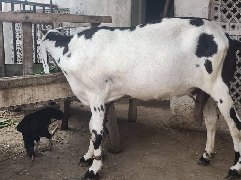bakra 0