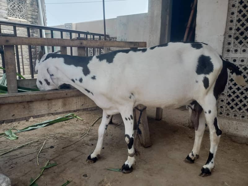 bakra 1