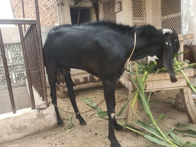 bakra 2