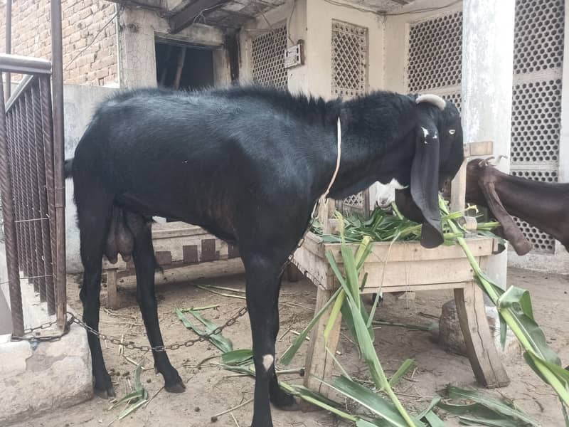 bakra 3