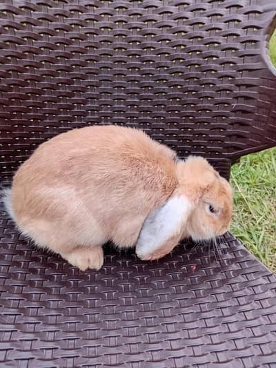 holland lop adalt male top covalti