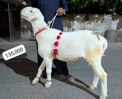 8 Dumbay or bakray For Sale for Qurbani