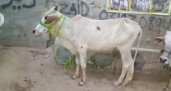 2026 Qurbani 2daant bachra for sale
