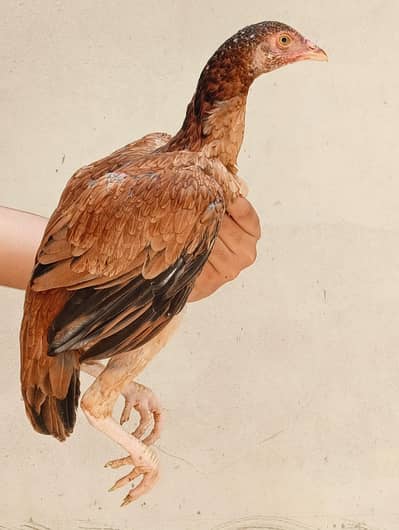 Aseel Chicks Age 4 months | Pure Aseel breed