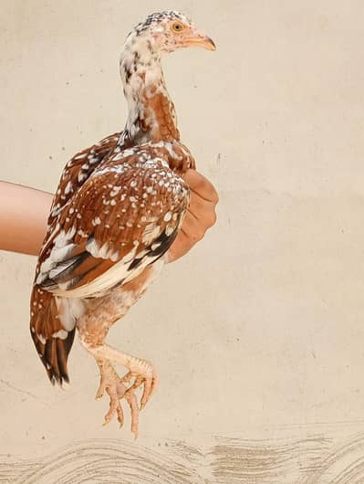 Aseel Chicks Age 4 months | Pure Aseel breed