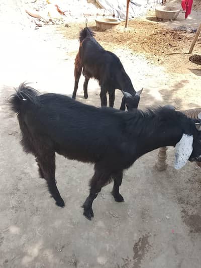 goat Black