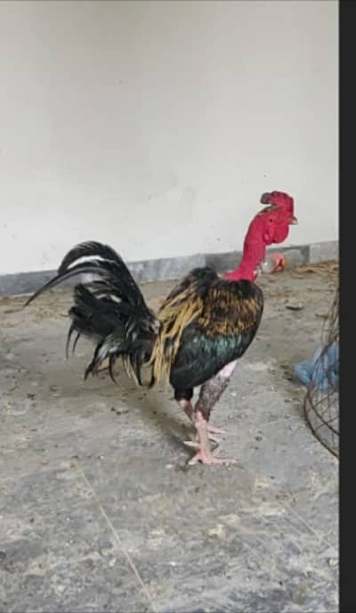burmi murga for sale 03147542951