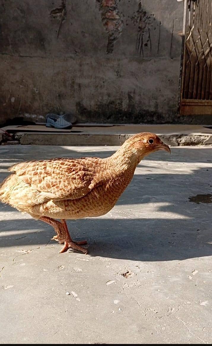 teetar 2