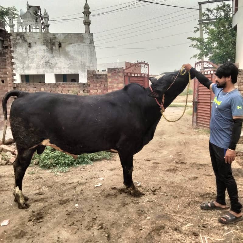 for Eid ul Azha 4