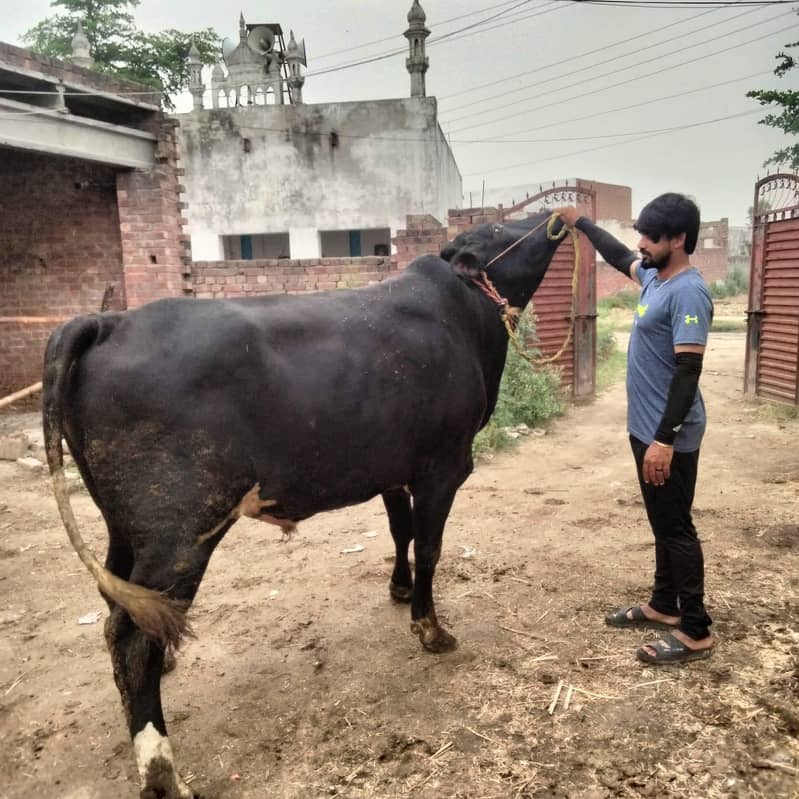for Eid ul Azha 5
