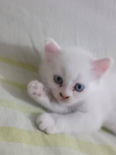 Persian baby cat for sale blue eyes female very loving and playable