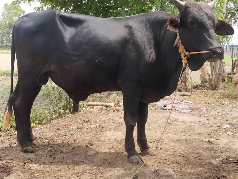 healthy bull desi 1
