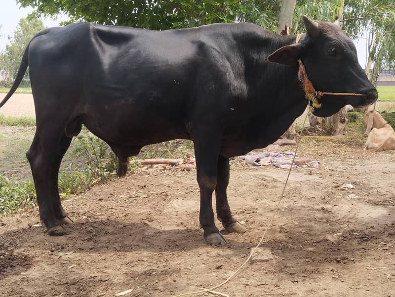 healthy bull desi 2