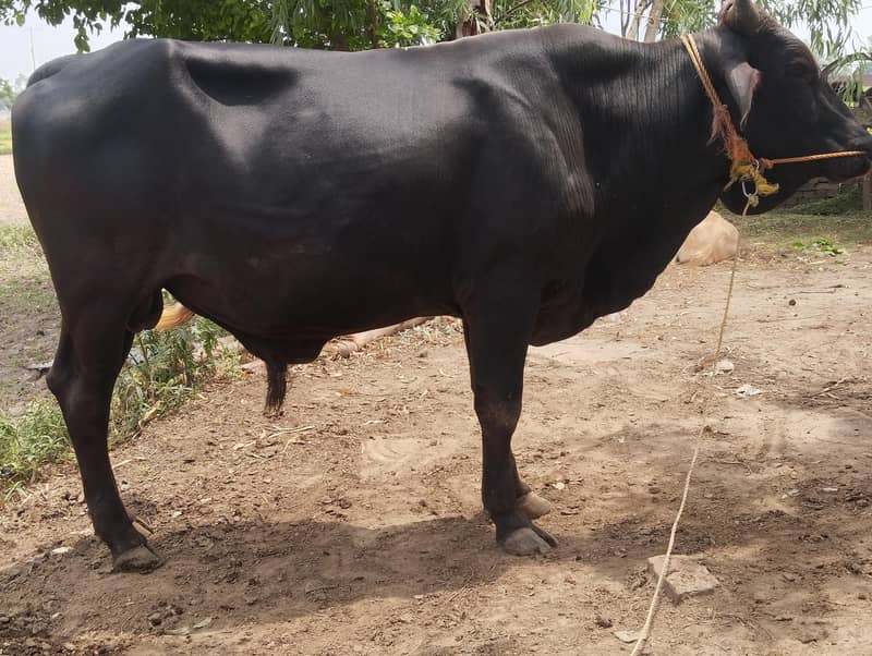 healthy bull desi 3