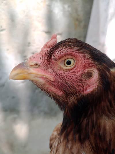 3 females 8 chicks for sale