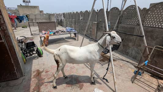 Pure dasi bakran